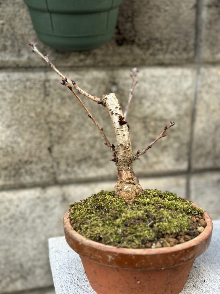旭山桜