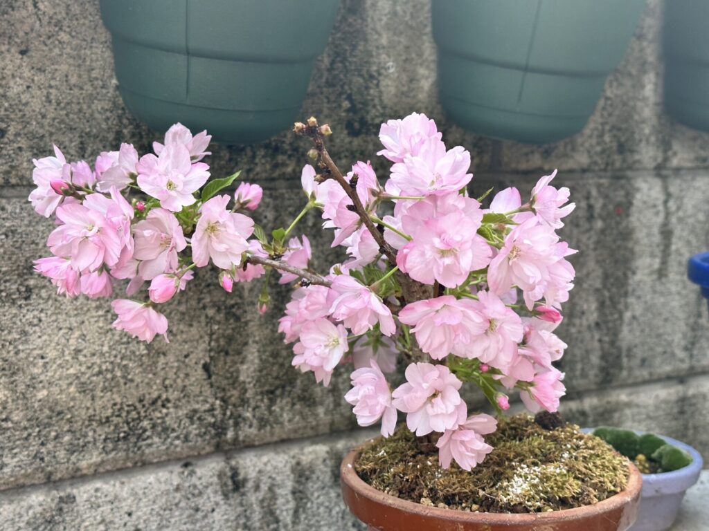 旭山桜