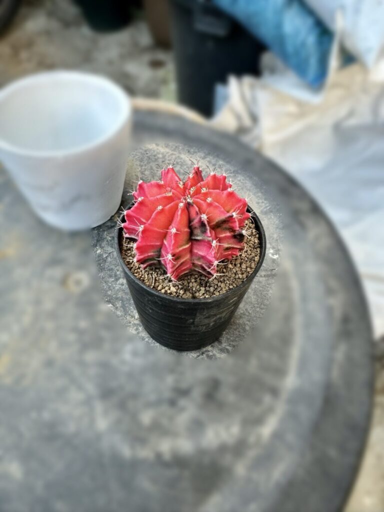 緋牡丹錦