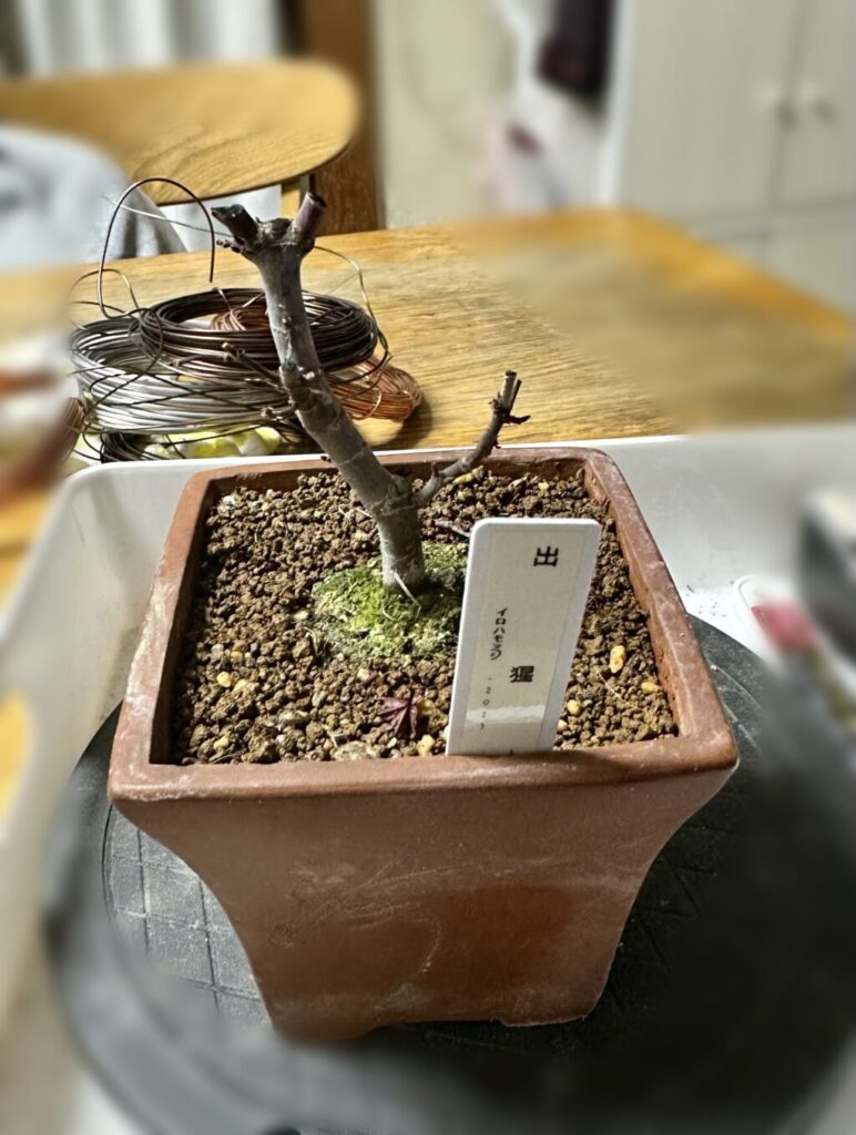 出猩々