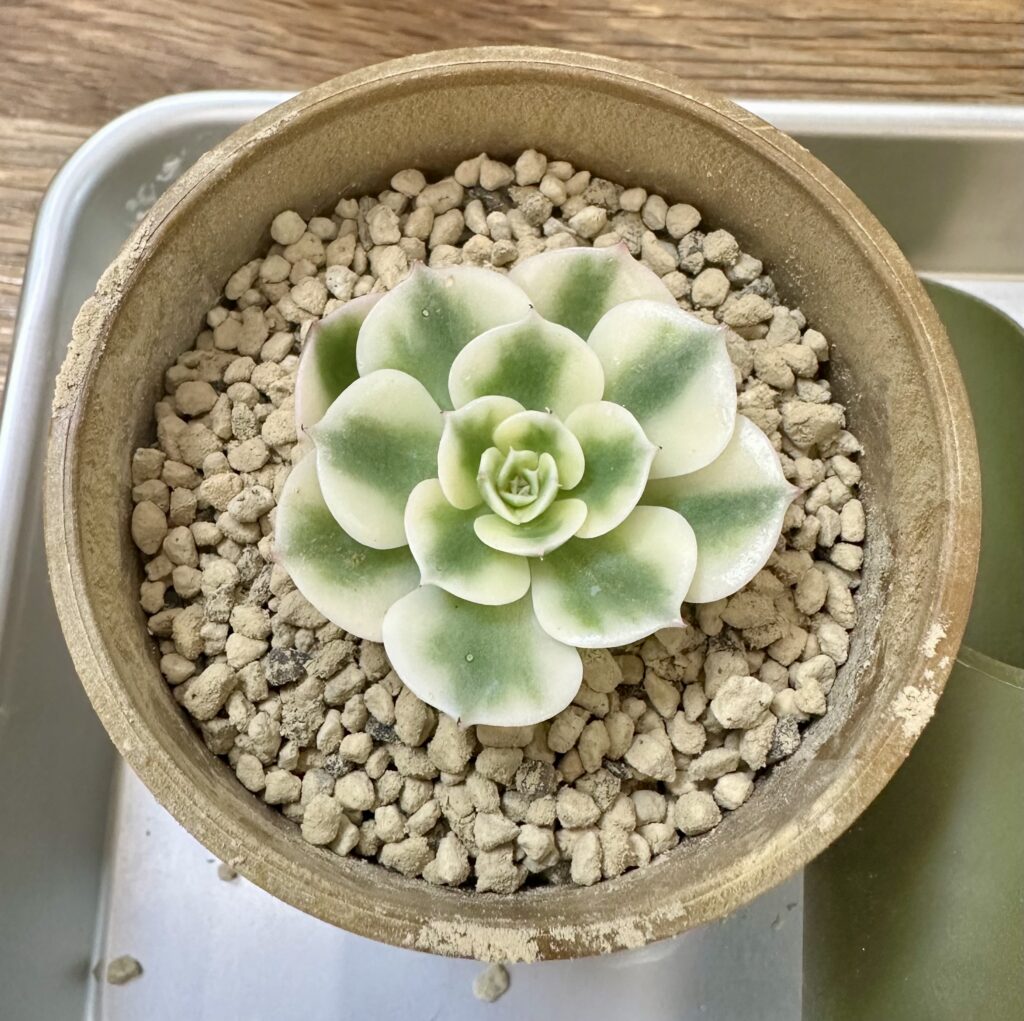 エケベリア・ルノーディーン