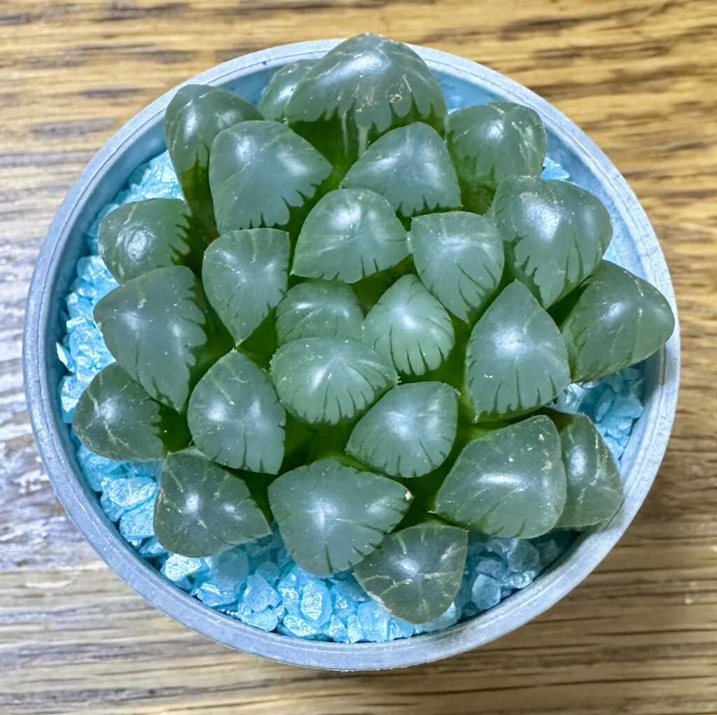 ハオルチア・ドドソン紫オブツーサ