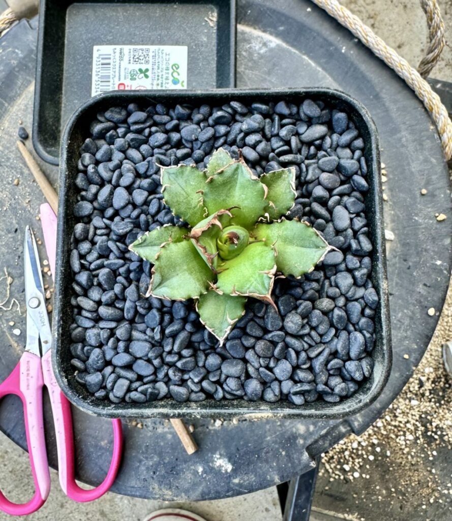 アガベ・チタノタ″姫巌竜″