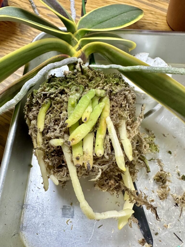 ソゴーイェンリン‘コーヒー’
