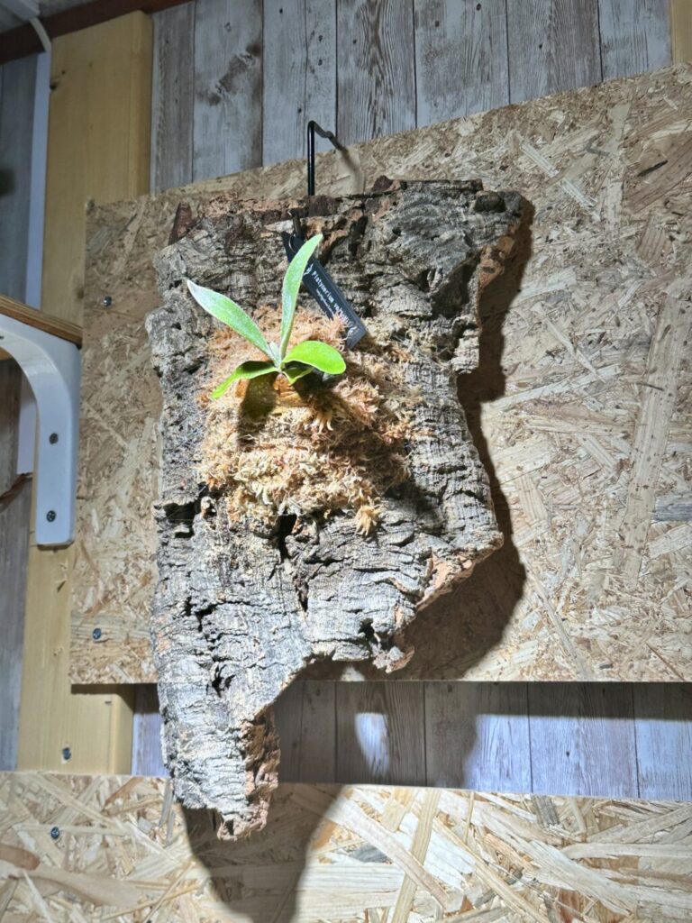 ビカクシダ・ベイチー