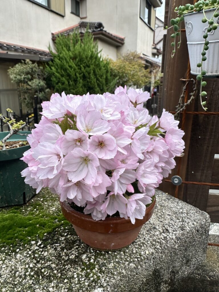 旭山一才桜