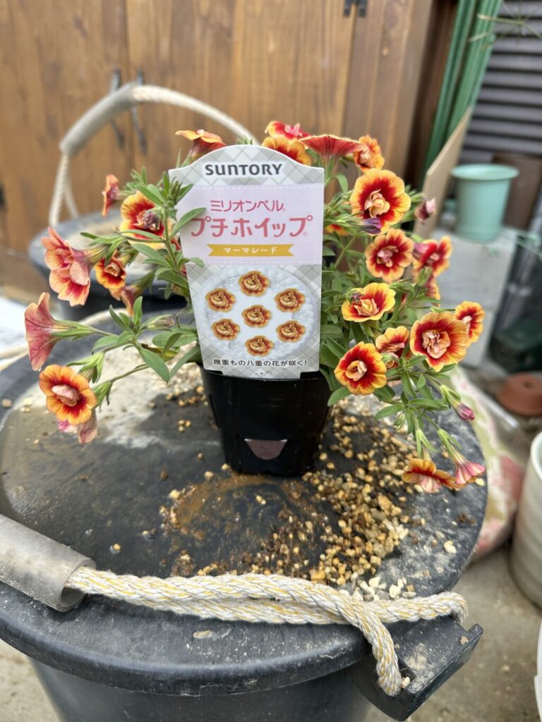 ミリオンベル・プチホイップ″マーマレード″