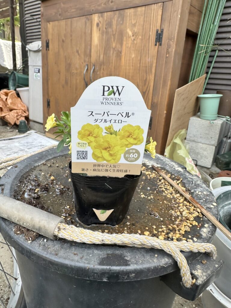 スーパーベル″ダブルイエロー″