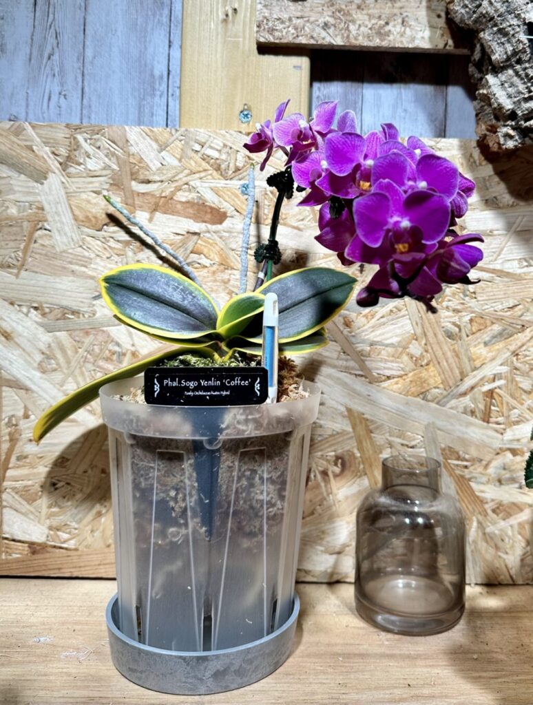 ソゴーイェンリン‘コーヒー’