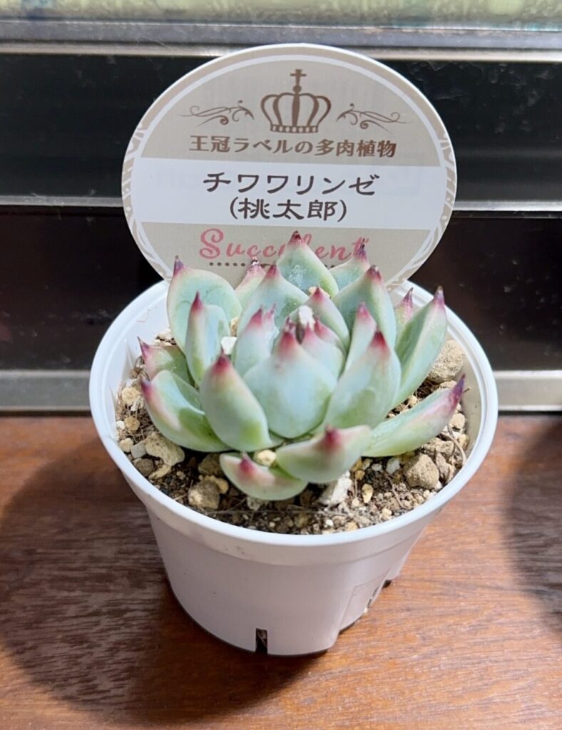 エケベリア・チワワリンゼ