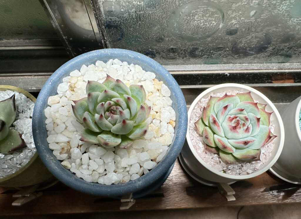 エケベリア・チワワリンゼとチワワエンシス