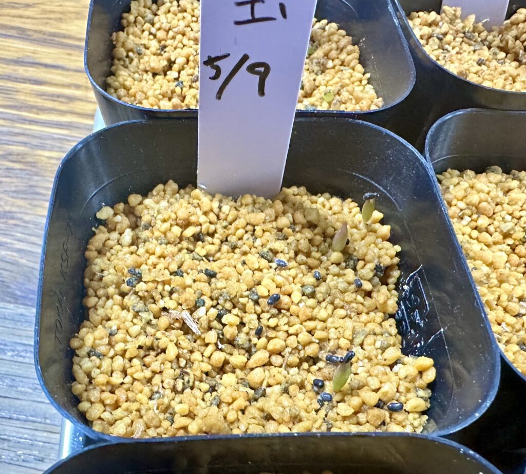 神仙玉