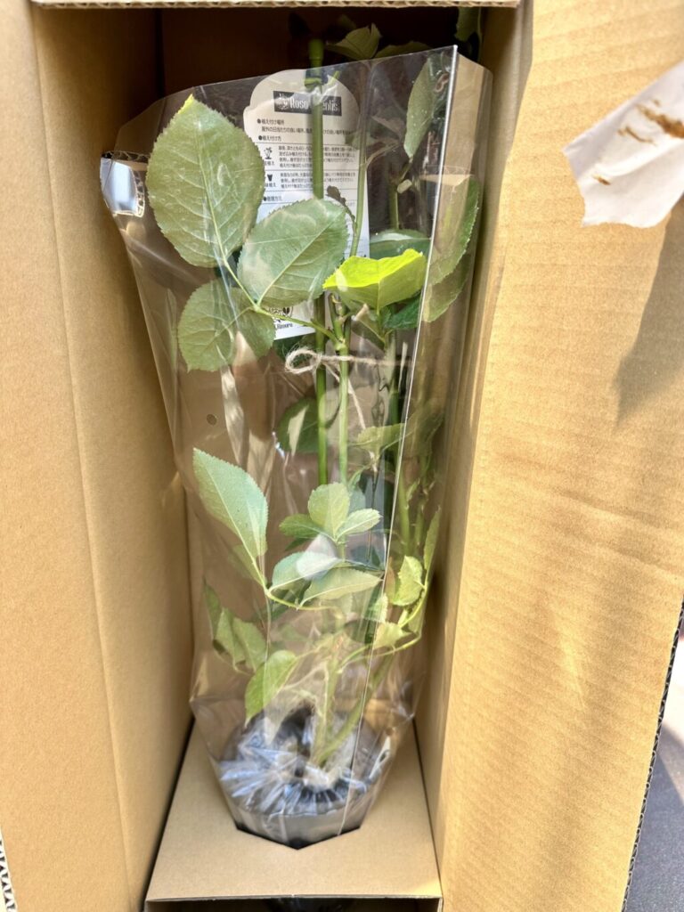 シシリエンヌ