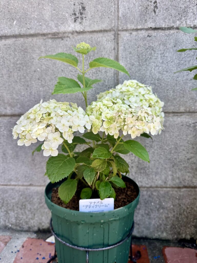 アナベル・プティクリーム