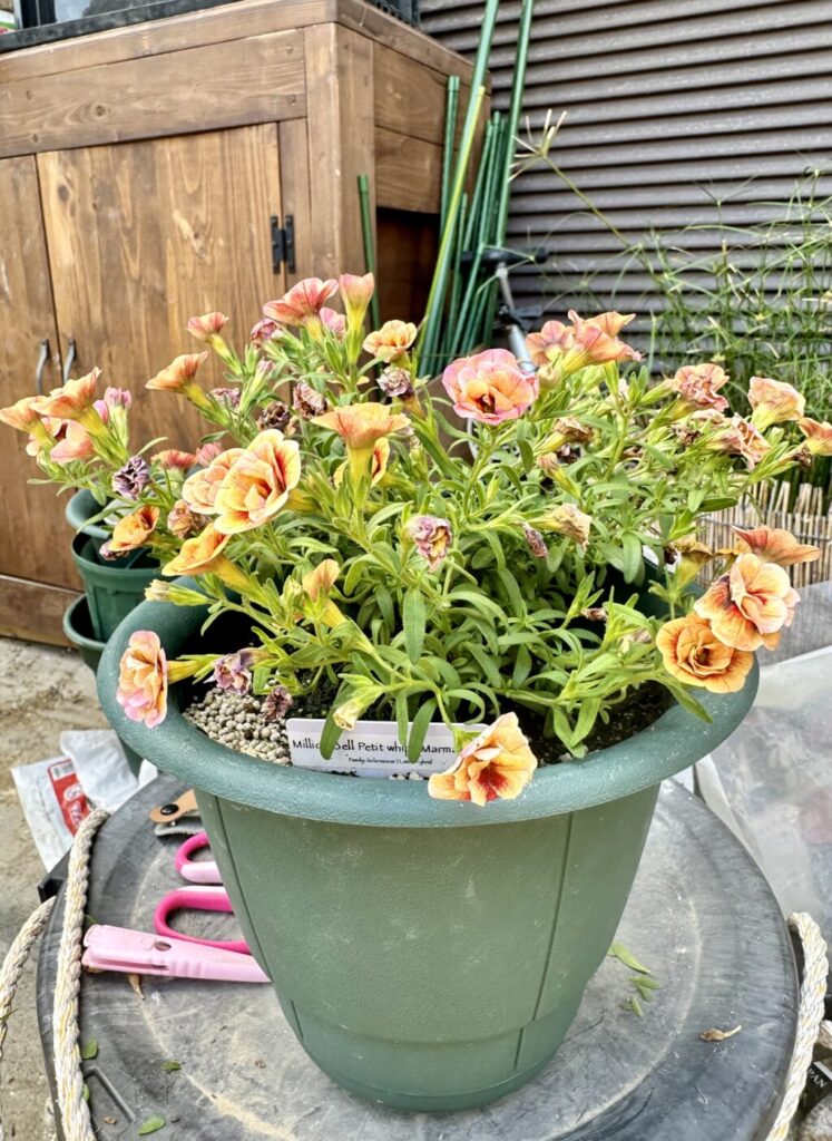 ミリオンベル・ペティホイップ″マーマレード″