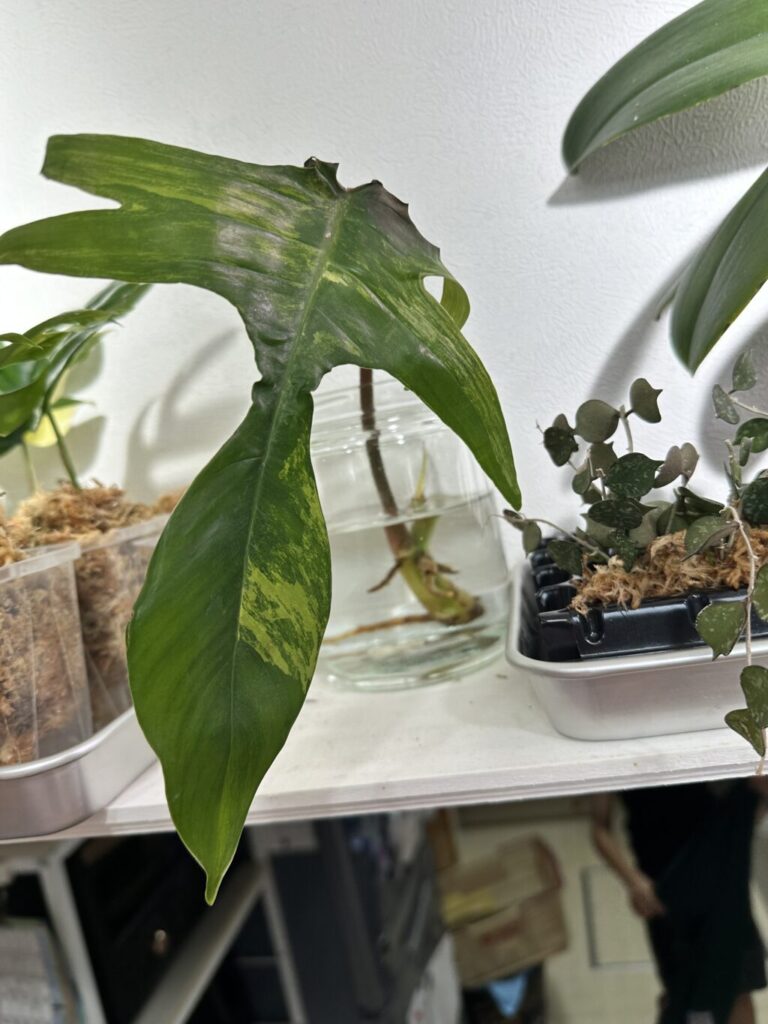 フィロデンドロン・フロリダビューティ