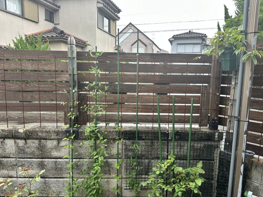 クレマチス・エトワールバイオレット