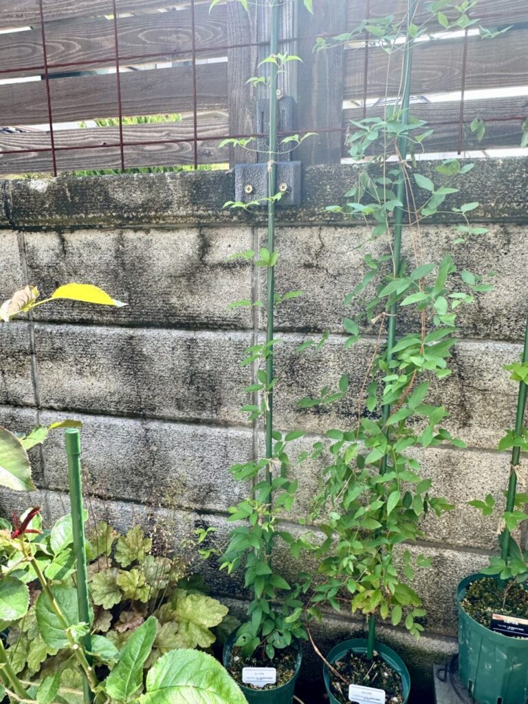 ルーテル