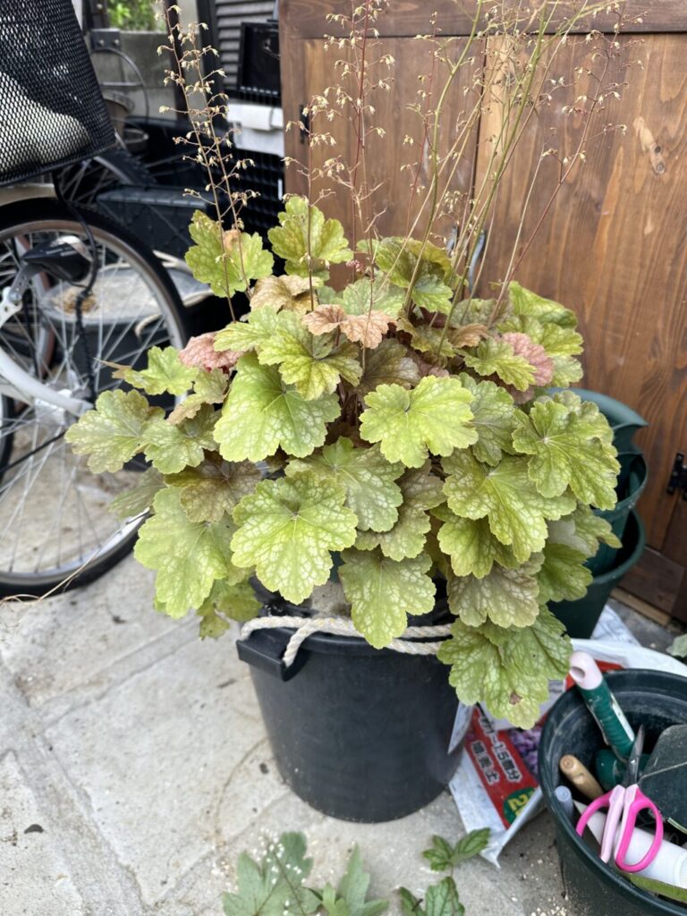 ヒューケラ・ドルチェ″バタークリーム″