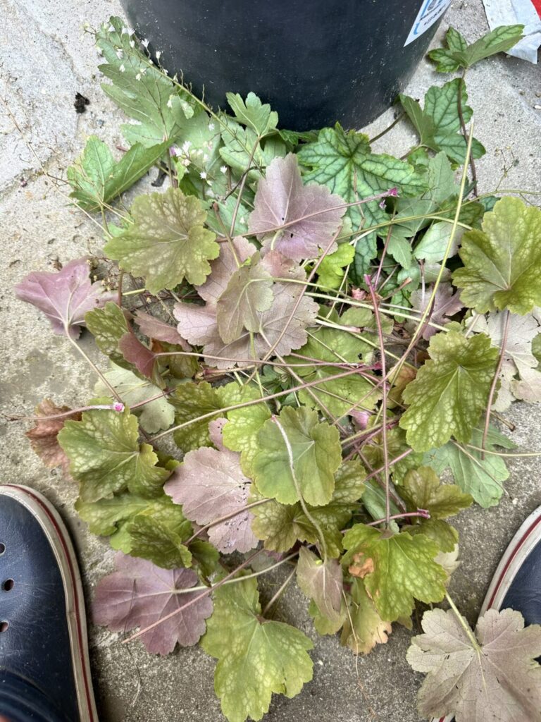 ヒューケラ
