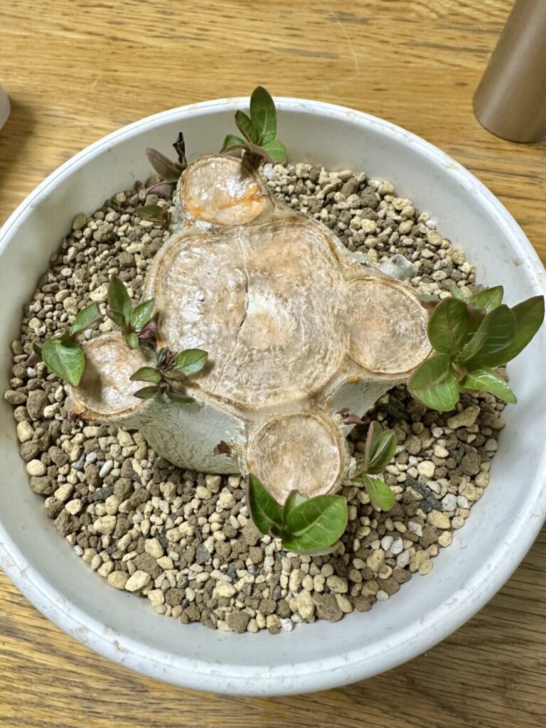 アデニウム・アラビカム