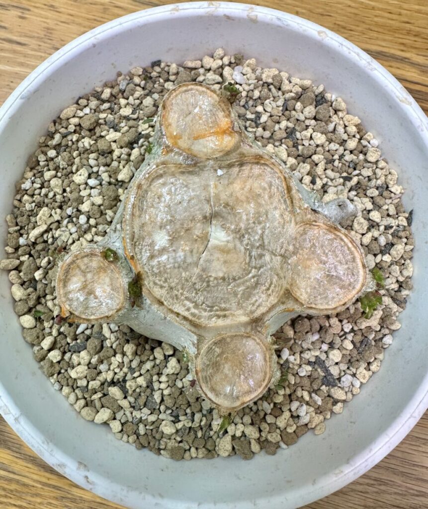 アデニウム・アラビカム