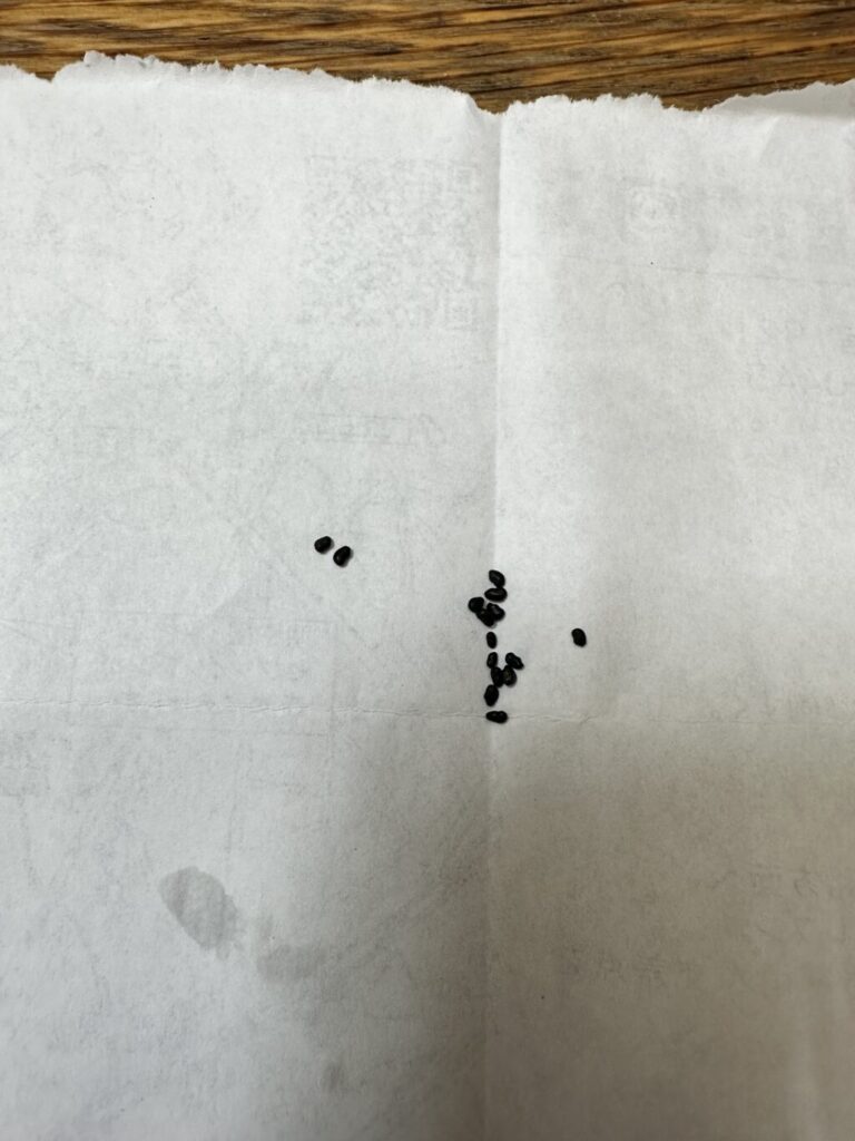 サボテンの種まき
