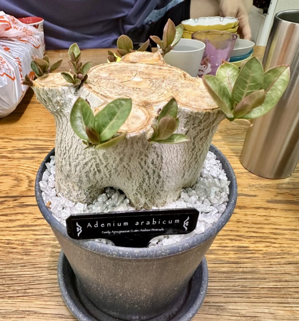 アデニウム・アラビカム