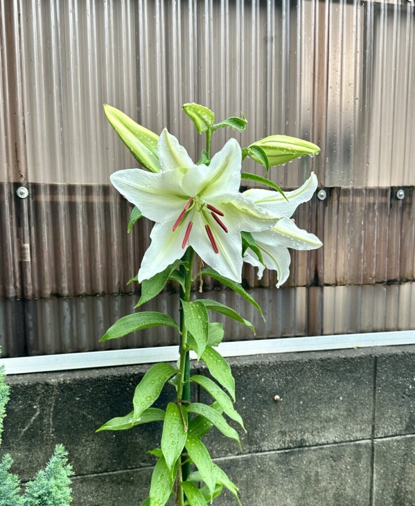 オリエンタルリリー・プロポーザル