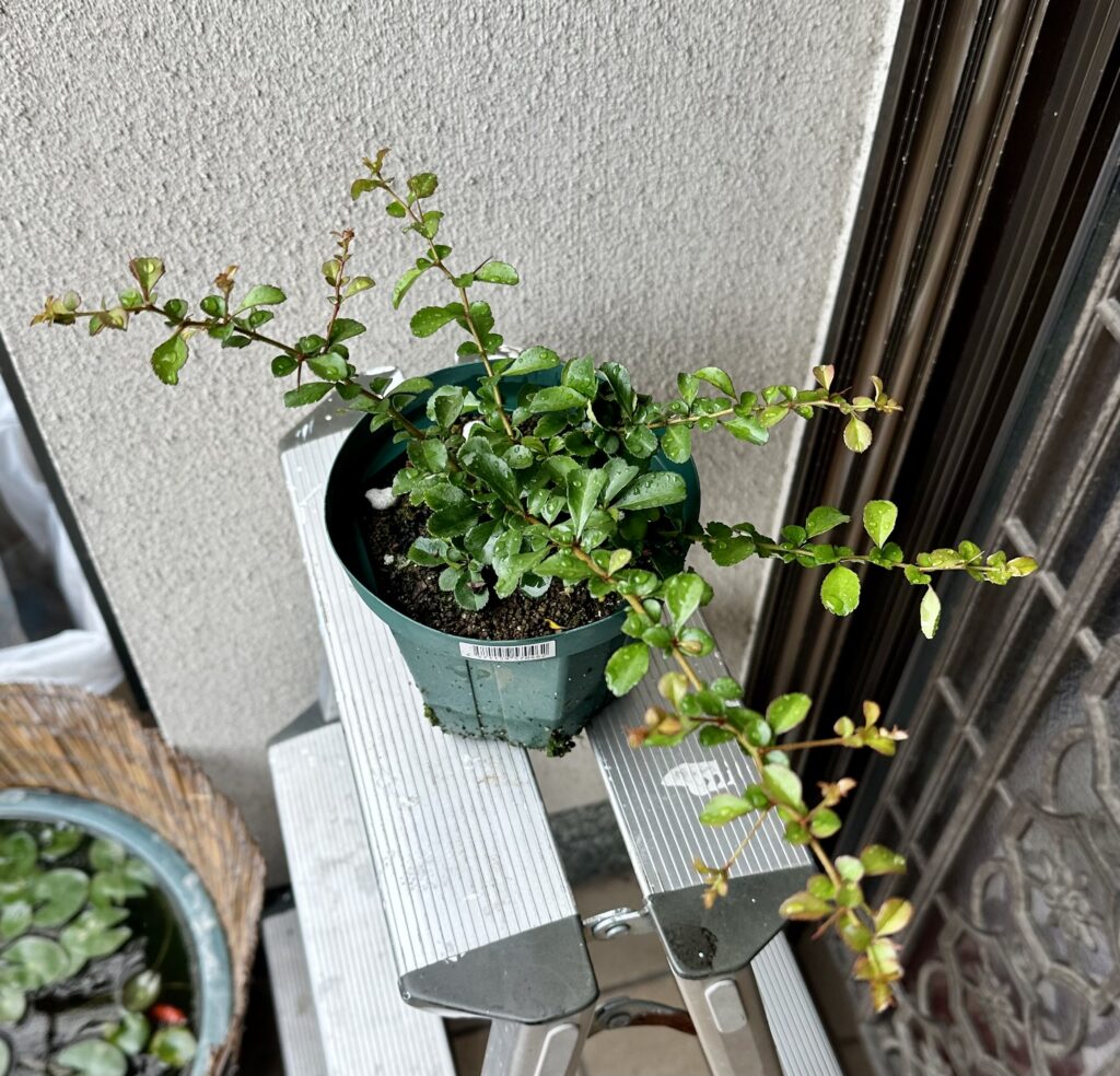 長寿梅