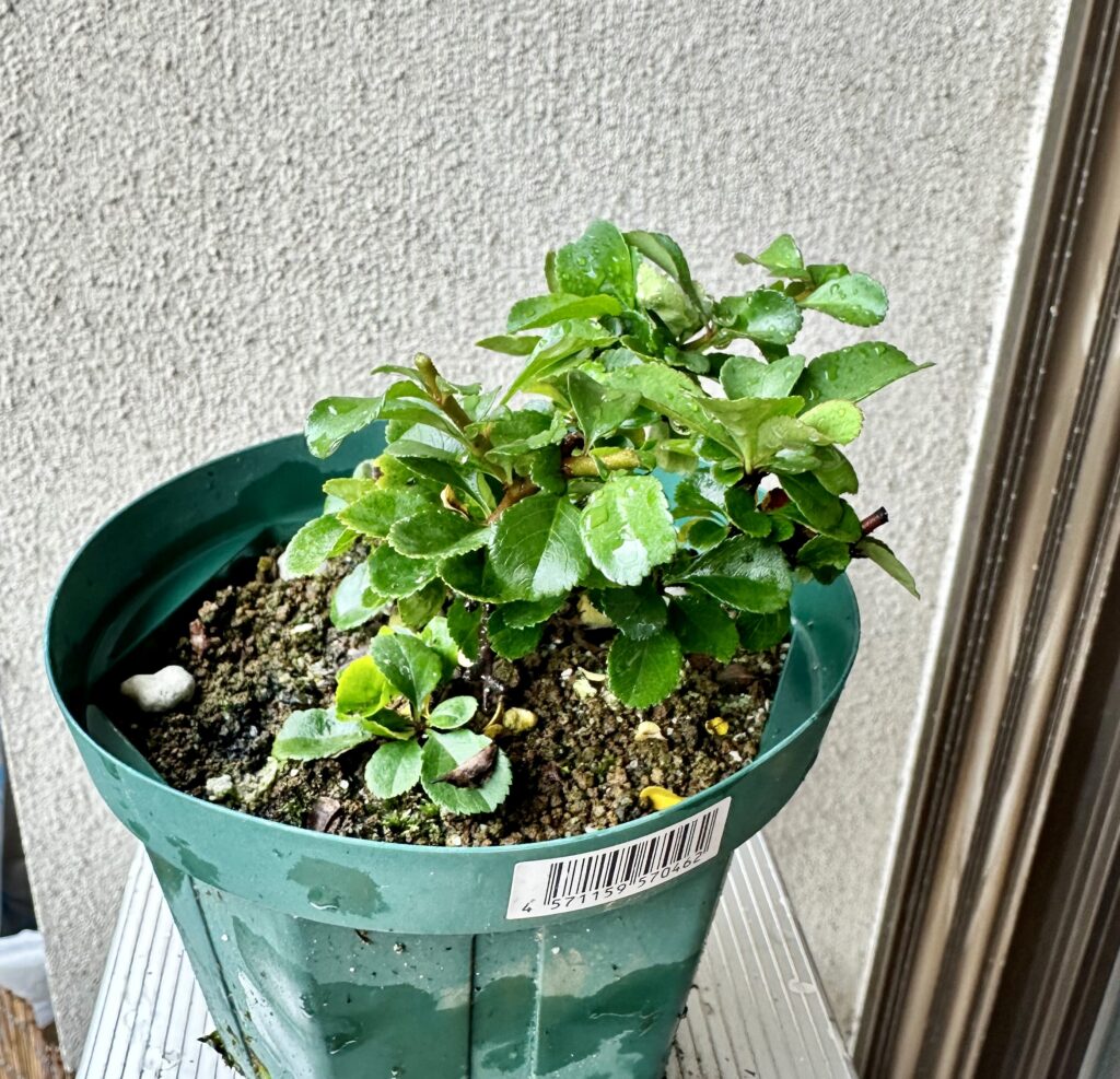 長寿梅