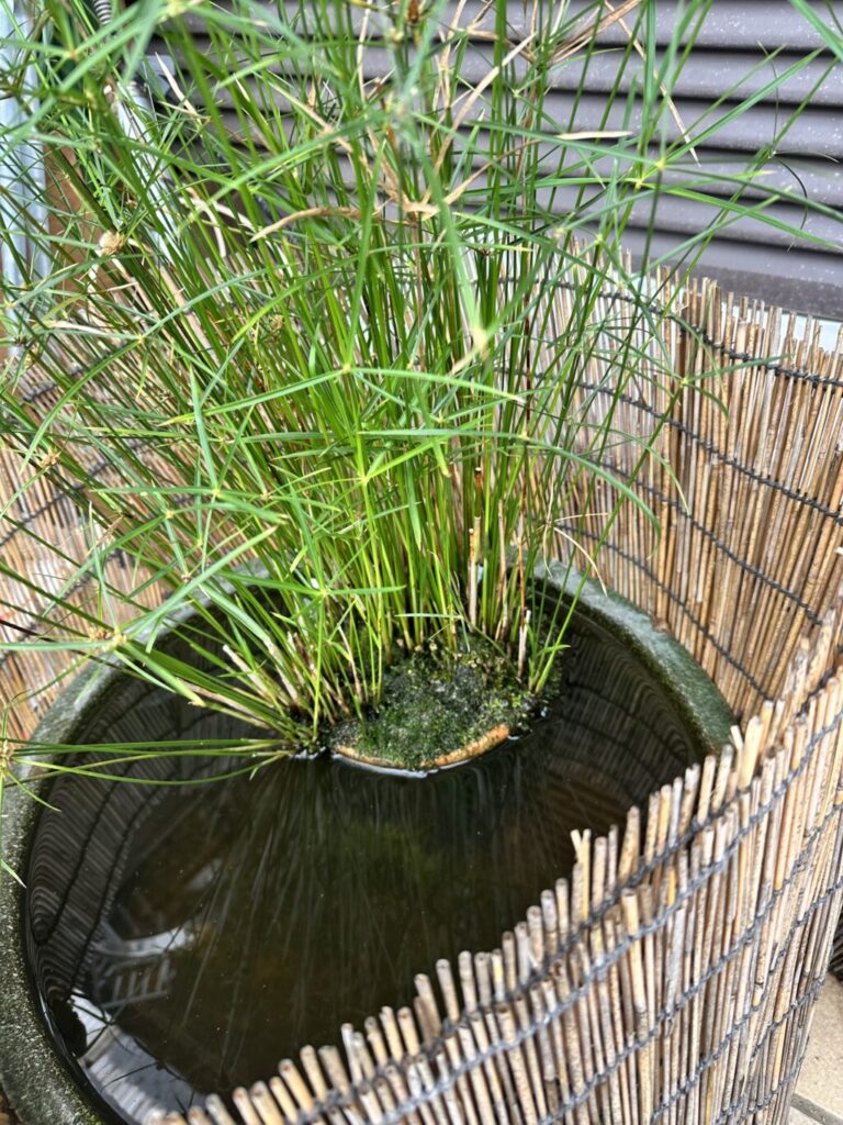 シペラス