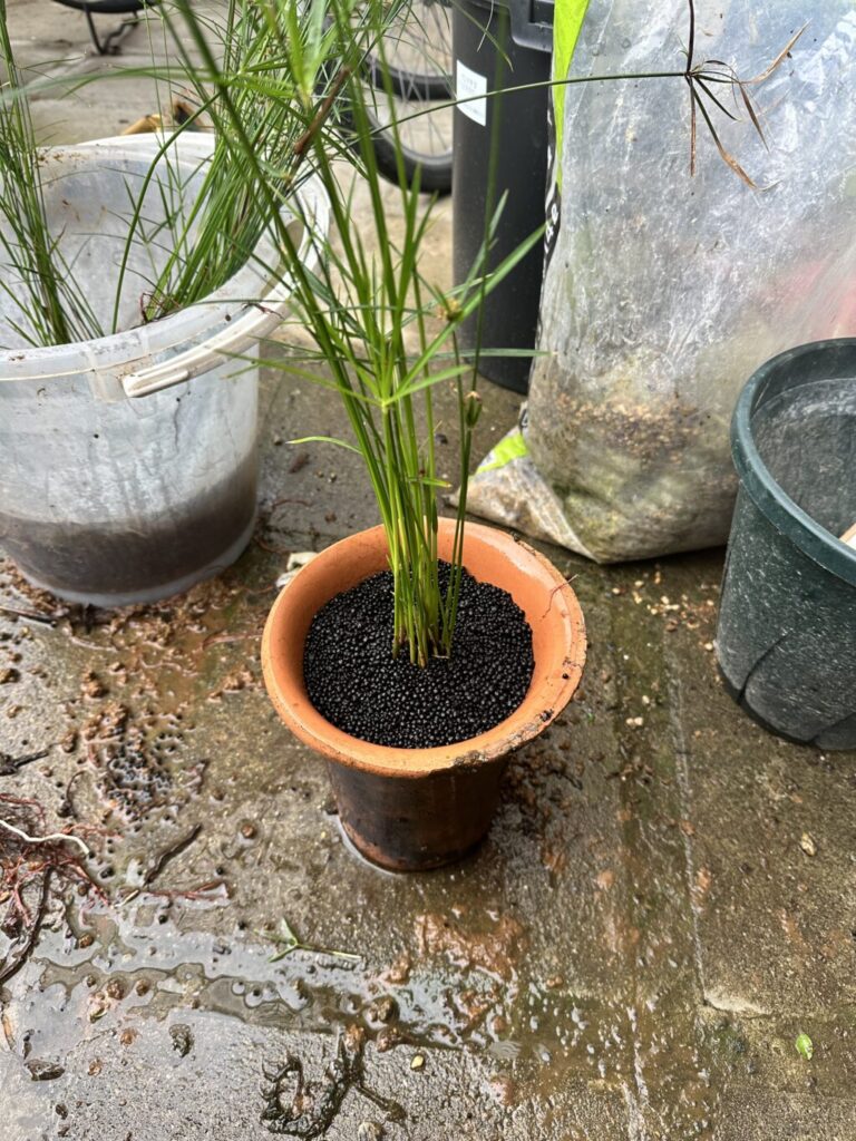 シペラス