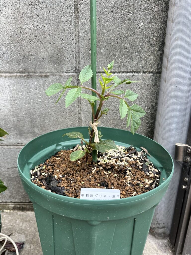 ダリア・紫宝