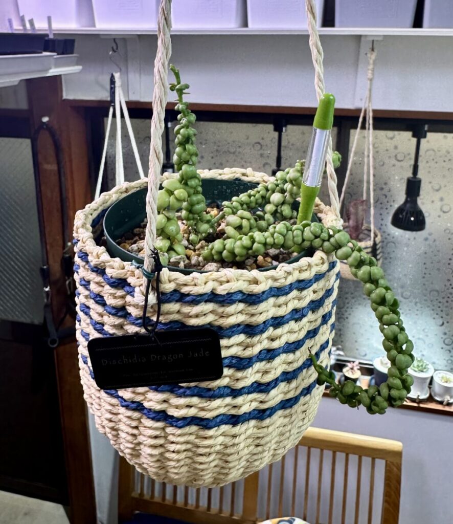 ディスキディア ヌンムラリア ″ドラゴンジェイド″