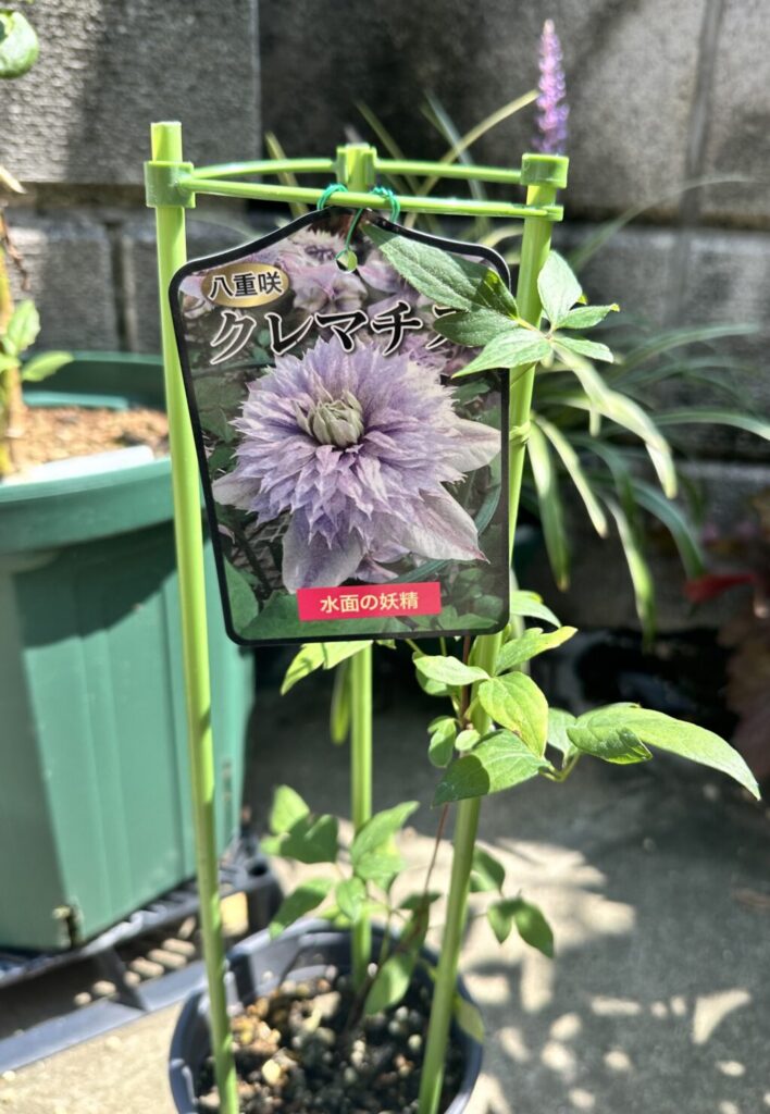 クレマチス・水面の妖精