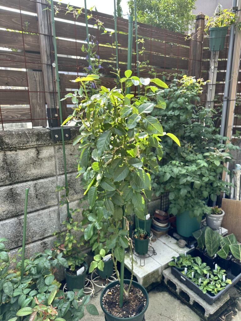 シシリエンヌ
