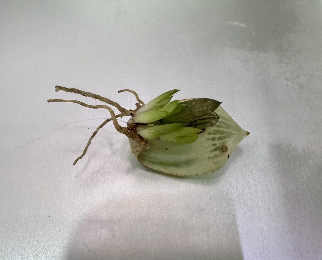 白蛇伝