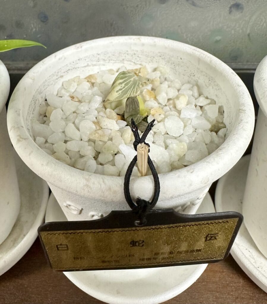 白蛇伝