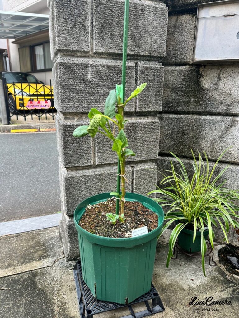 ダリア・モンブラン
