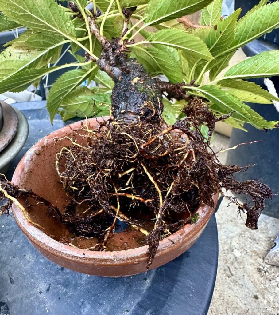 旭山一才桜