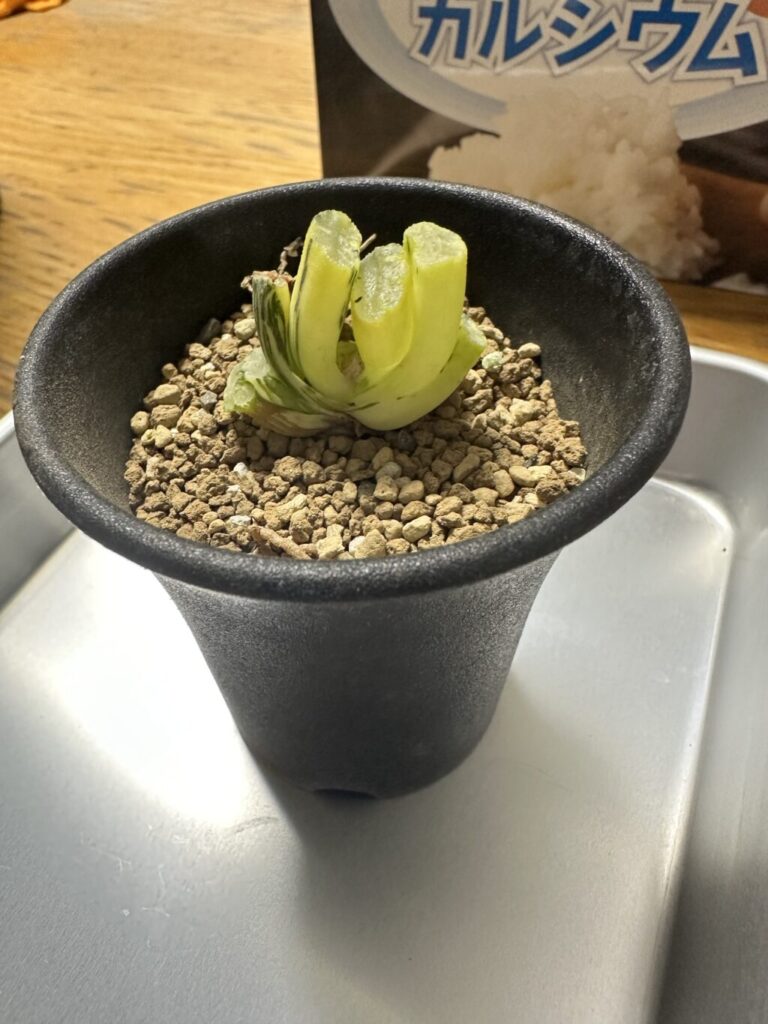 ハオルチア・北斎錦