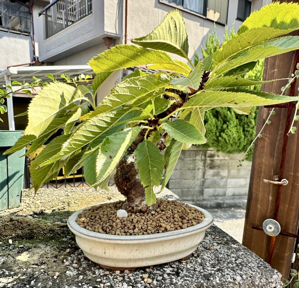 旭山一才桜