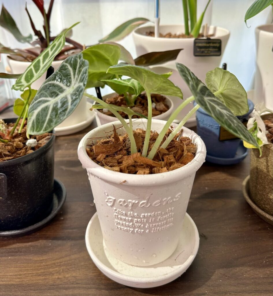 アロカシア・ニンジャ