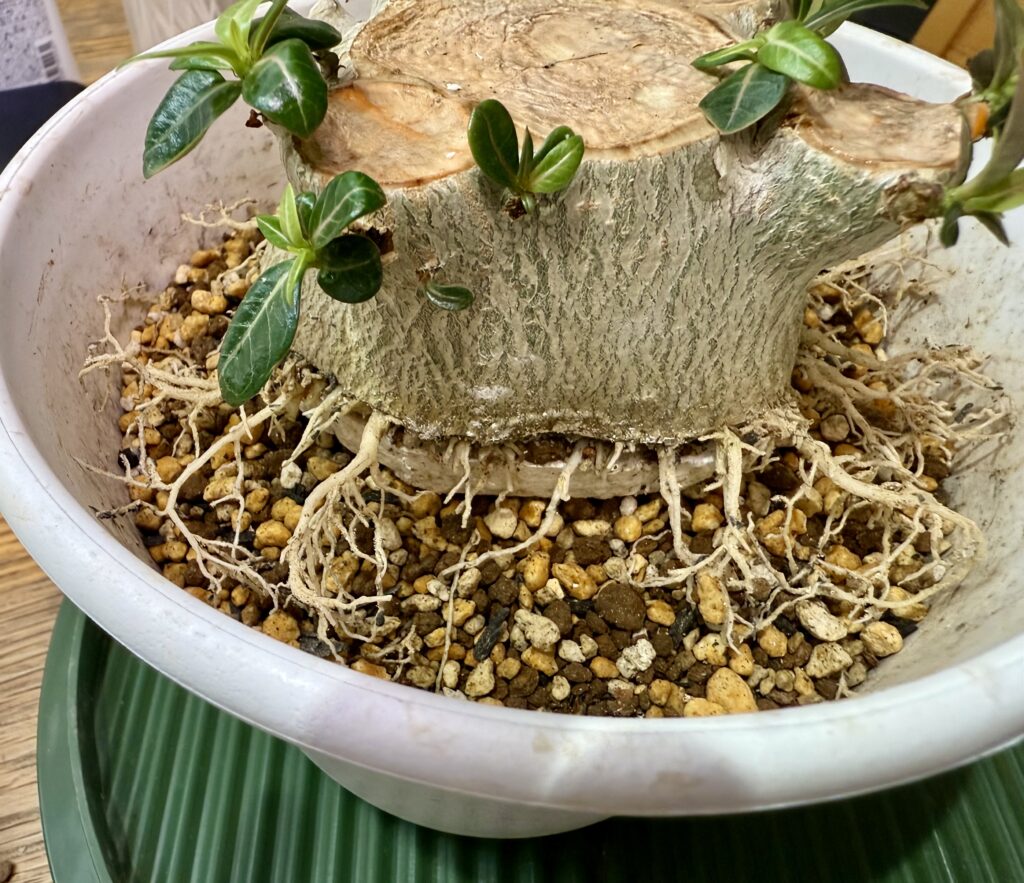 アデニウムたこ足計画 | のんブログ