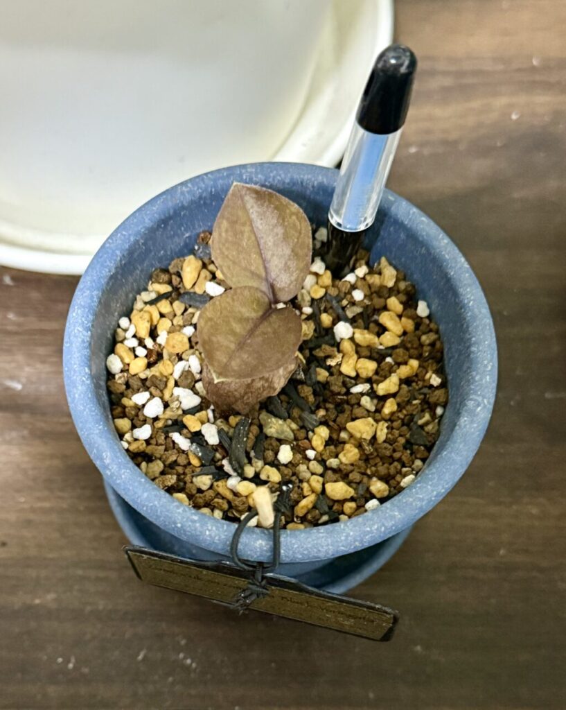 ザミオクルカス・ザミーフォリア″ブラックピンク″