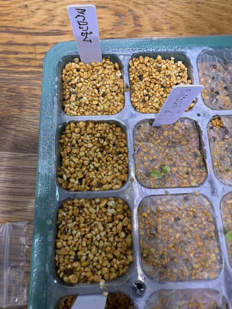 メストクレマ・マクロリズム