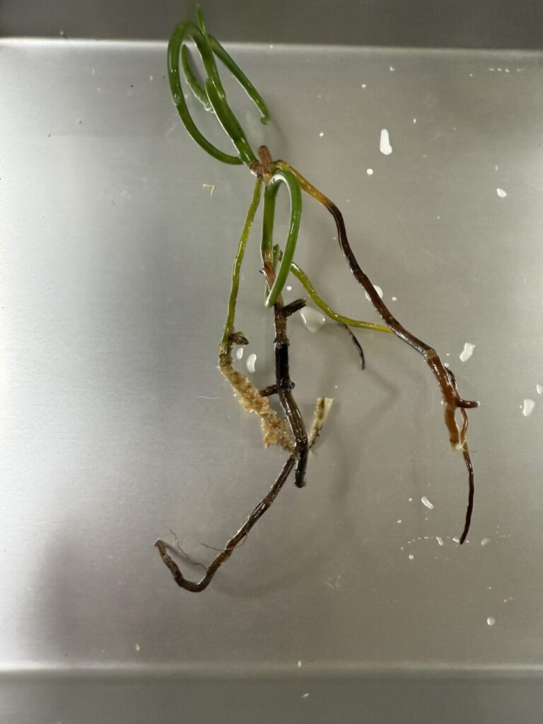 パピリオナンセ・パオパオ・オリンピックリング