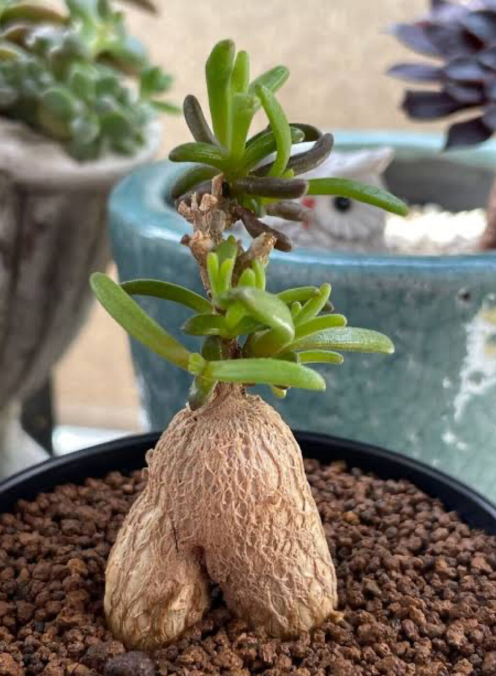 メストクレマ・マクロリズム