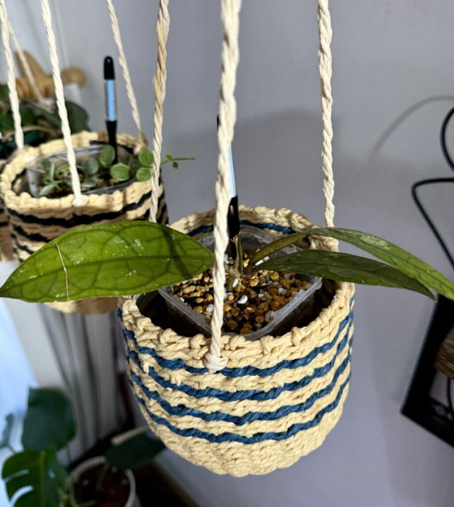 ホヤ・クレメンシオラム